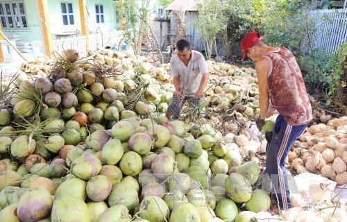 Tỉnh Bến Tre đề xuất hỗ trợ tiêu thụ dừa và các sản phẩm dừa trên địa bàn tỉnh. Ảnh minh họa: Công Trí - TTXVN