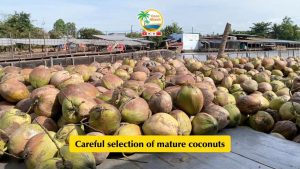 Careful seclection of coconuts